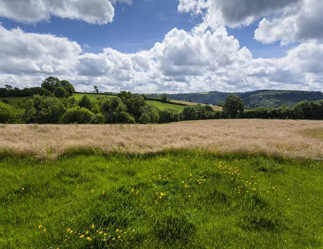 Hay field